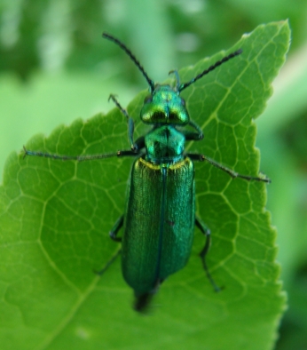 Lytta vesicatoria a Monza